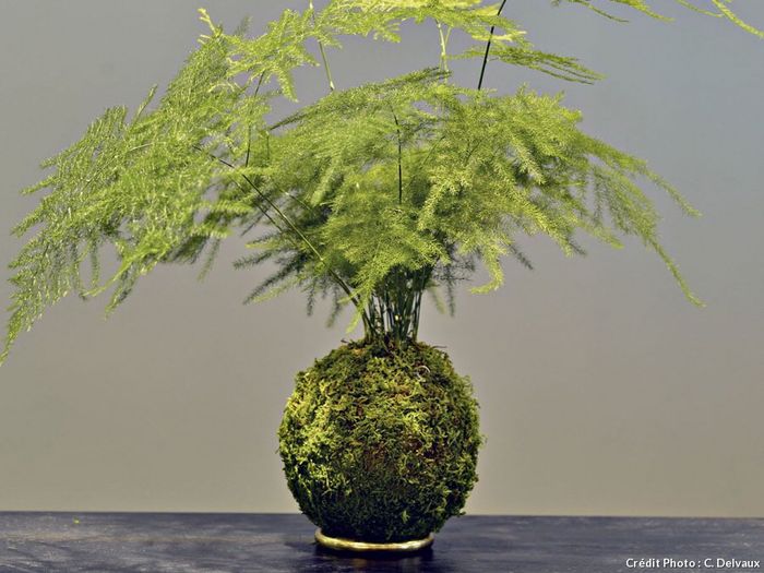  Gros coup de coeur deco vegetale - 2