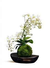  Gros coup de coeur deco vegetale - 6