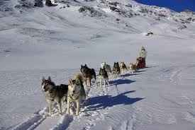 Traineau des chiens