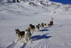 Traineau des chiens