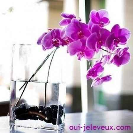 fleurs