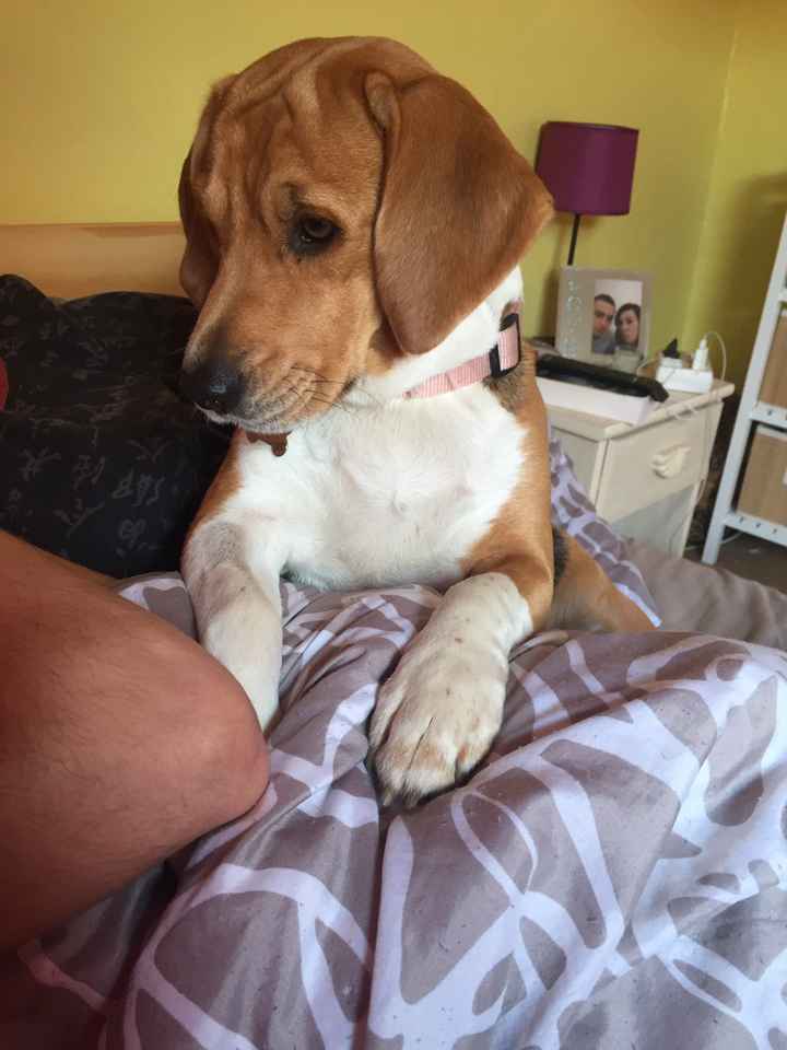 Implication de votre chien - 2