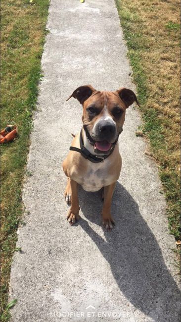 Implication de votre chien - 1