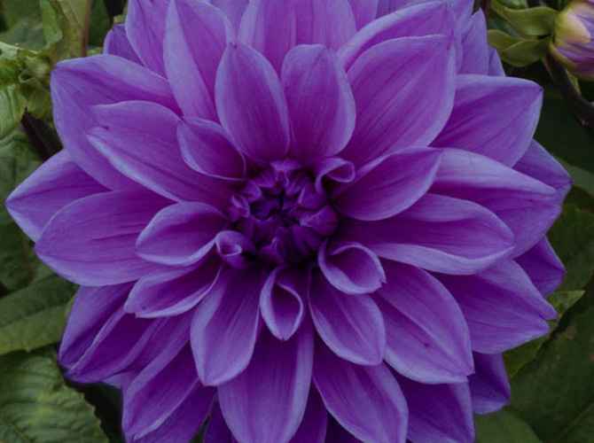 dahlia