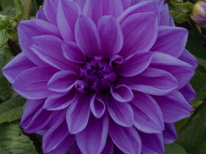 dahlia