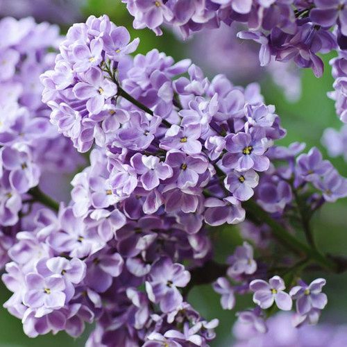 le lilas