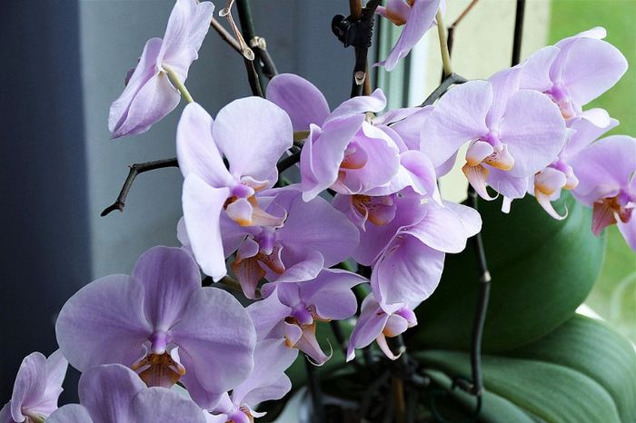orchidee