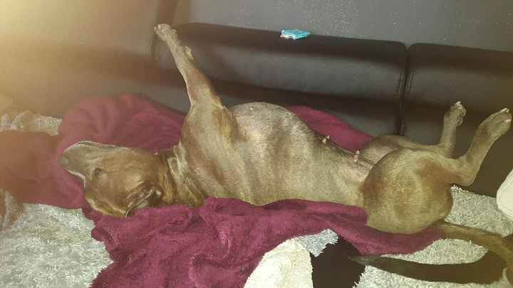 Pension réservée pour mon dindon... - 1