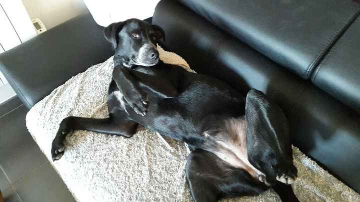 Pension réservée pour mon dindon... - 2