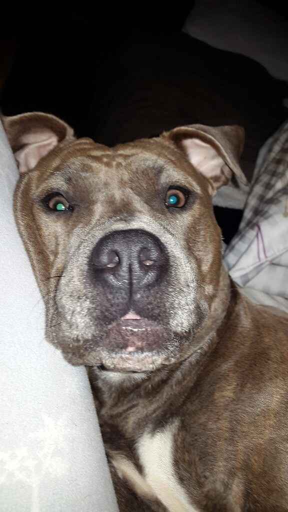 Vos animaux de compagnie - 1