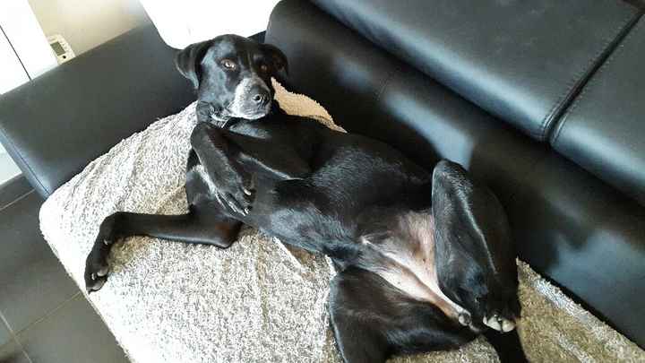 Nos amis les bêtes - 1