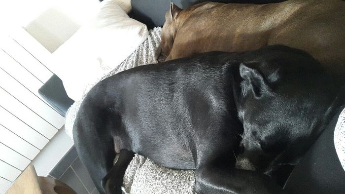 Mon assistant origami - 1