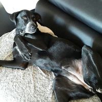 Nos amis les bêtes - 1