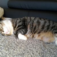 Nos amis les bêtes - 2