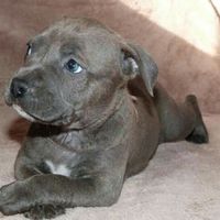 Nos amis les bêtes - 3