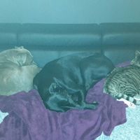 Nos amis les bêtes - 4