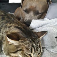 Nos amis les bêtes - 1