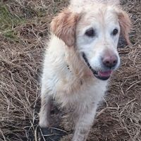 Montrez-moi vos boules de poils ! 😻 - 1