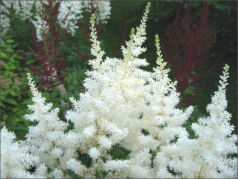 bouquet du 11 aout 