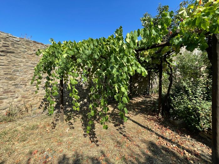 Animation cocktail 1