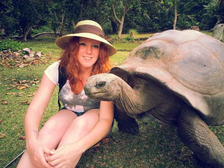 Tortue geante des Seychelles