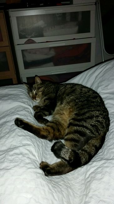 Vos animaux de compagnie ! - 1