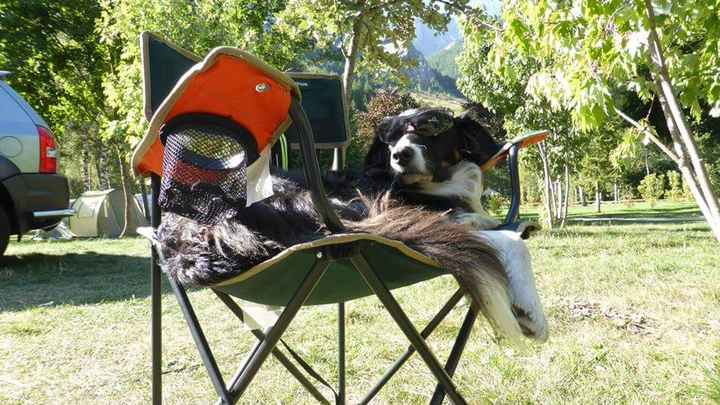 Pour ou contre emmener son chien le jour j - 1