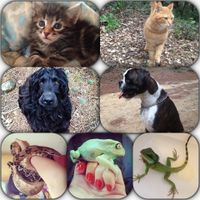 Un animal de compagnie à la maison juste après le mariage ? - 7