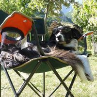 Pour ou contre emmener son chien le jour j - 1