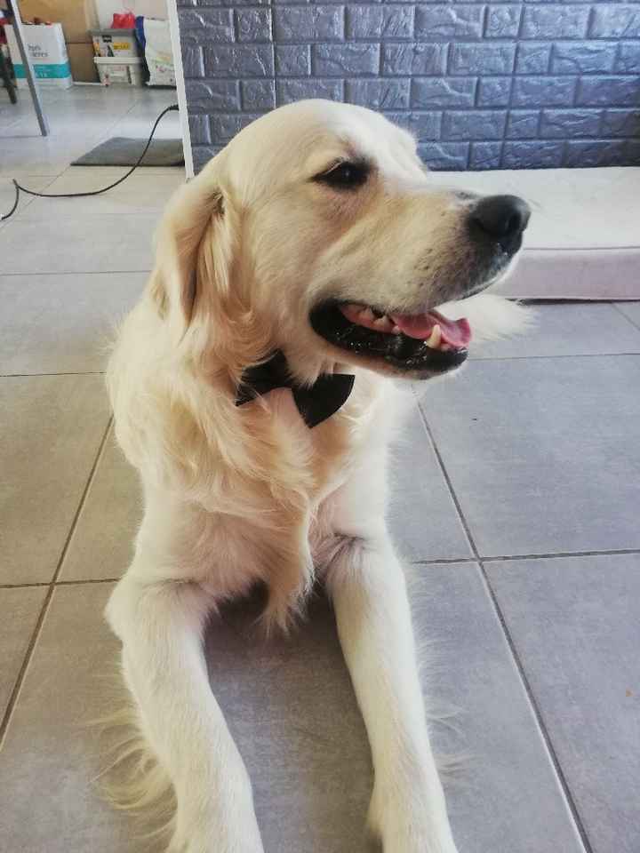 Nœud Papillon Chien - 1