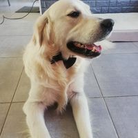 Nœud Papillon Chien - 1