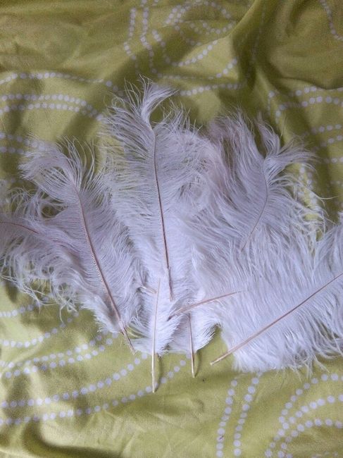 plume d'autruche wich