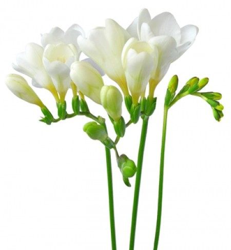 Freesia