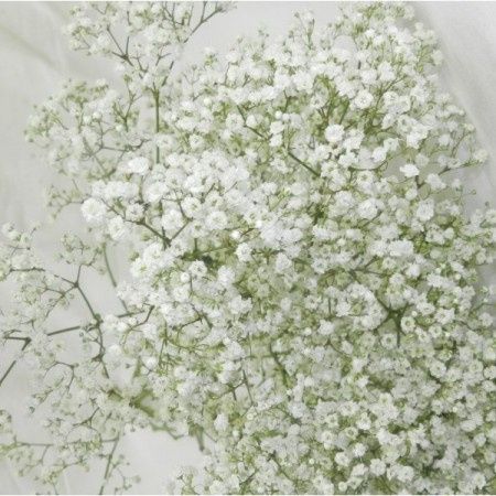 Gypsophile