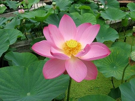 Lotus