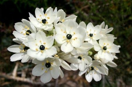 Ornithogalum