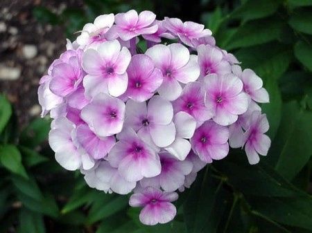 Phlox