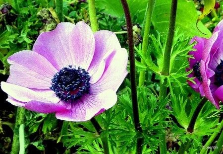 Anemone