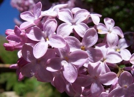 Lilas