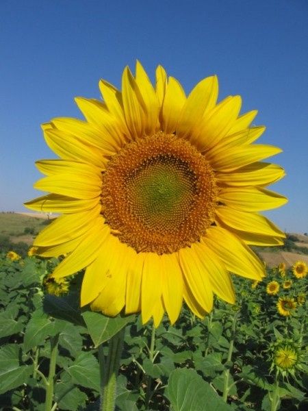 Tournesol