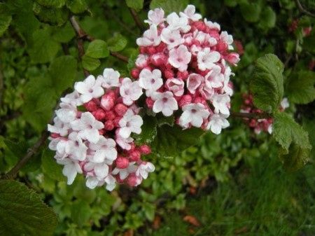 Viburnum