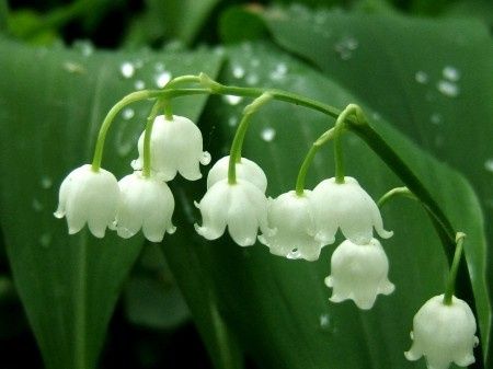 Muguet