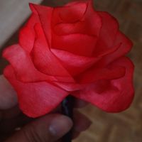 les roses en filtre à café