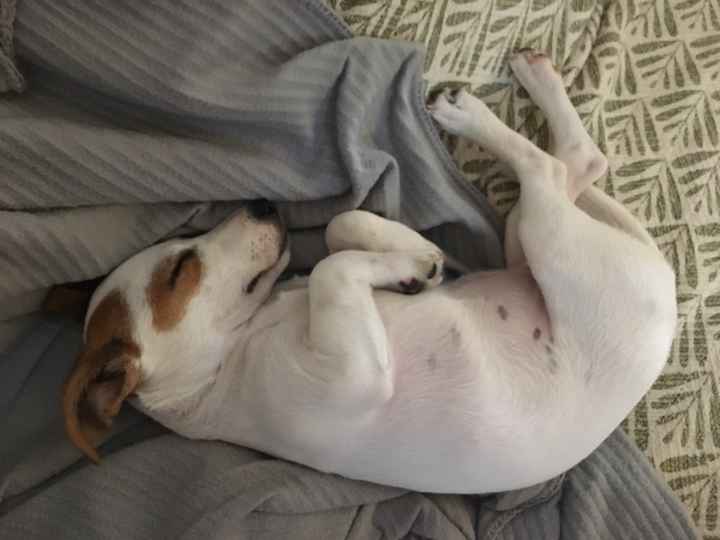 Pour ceux qui ont un CHIEN : le chien d'honneur !!! - 1