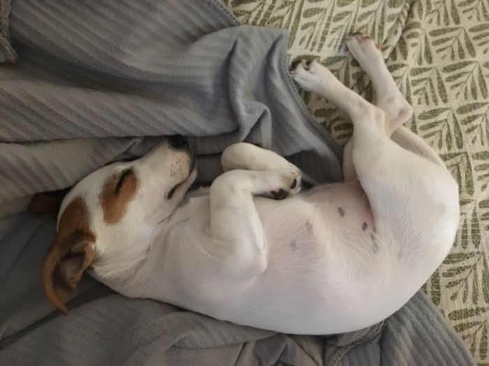 Pour ceux qui ont un CHIEN : le chien d'honneur !!! 13