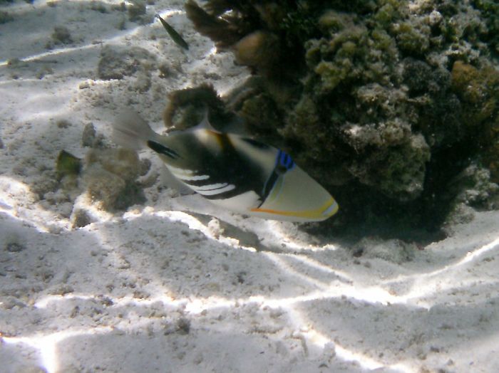 maldives