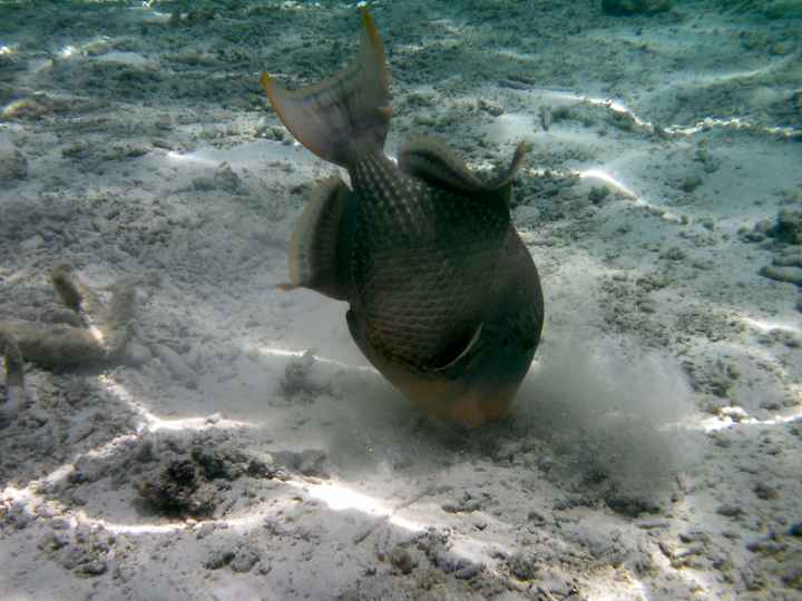 maldives