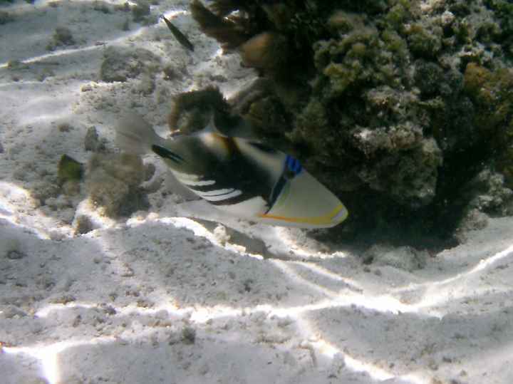 maldives