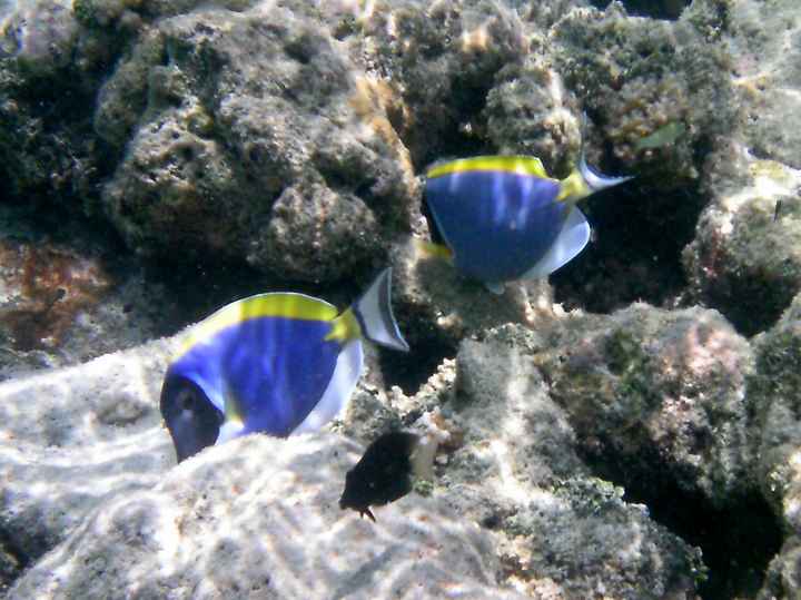 maldives