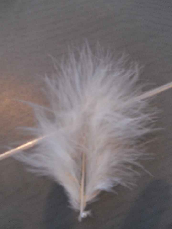 mes fameuses plumes